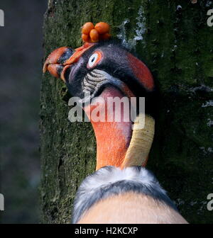 Mature male South American King Vulture (Sarcoramphus papa) Stock Photo