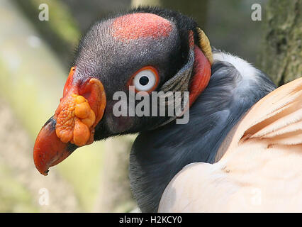 Mature male South American King Vulture (Sarcoramphus papa) Stock Photo