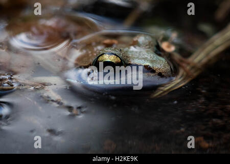 Wood Frog in Water Stock Photo