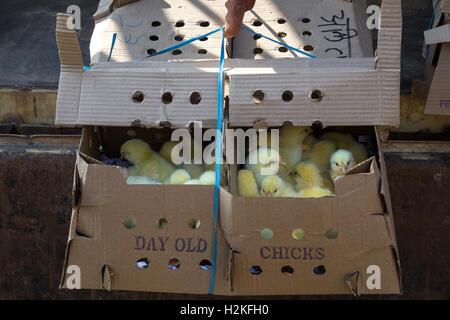 Box of day old chicks Stock Photo