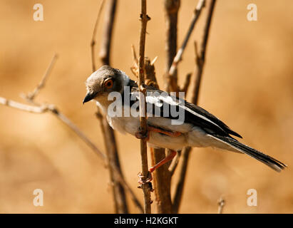 White-crested helmetshrike, Prionops plumatus, Mana Pools national Park. Zimbabwe Stock Photo