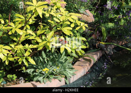 Red Peacock butterfly sitting on a leaf next to a garden pond Stock Photo