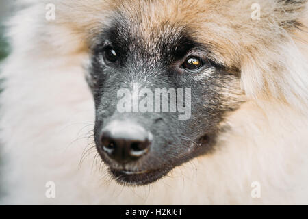 Gray Keeshound, Keeshond, Keeshonden Dog - German Spitz Wolfspitz Close Up Portrait Stock Photo