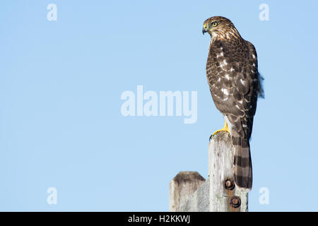 A Cooper's hawk (Accipiter cooperii) perched on a post in the Northeast, US Stock Photo