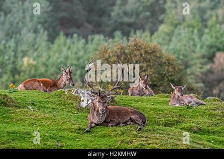 Red deer (Cervus elaphus) stag with hinds and young male resting in the Scottish Highlands, Scotland, UK Stock Photo
