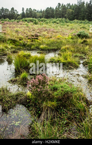 Wet, soggy moorland at the restored Culloden Battlefield near Inverness, Scotland, UK Stock Photo