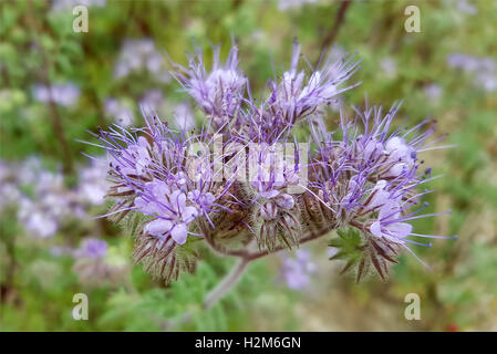 Phacelia, Gruenduengung, Heilpflanze, Phacelia; tanacetifolia Stock Photo