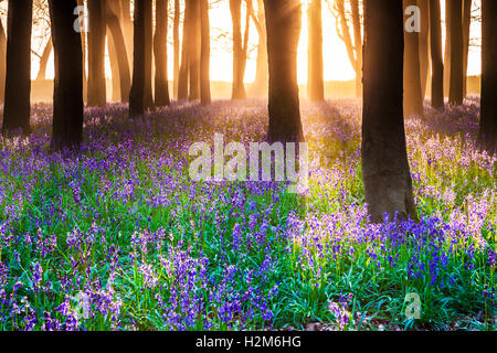 Bluebell Woods at sunrise. Stock Photo