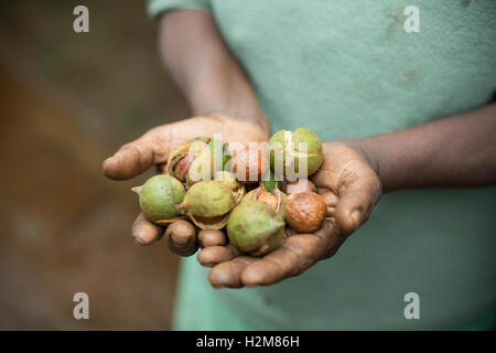 A fair trade macadamia nut grower holds freshly harvested nuts in Kirinyaga County, Kenya. Stock Photo