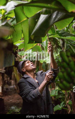 A fair trade nut grower harvests macadamia nuts by shaking them from the tree in Kirinyaga County, Kenya. Stock Photo