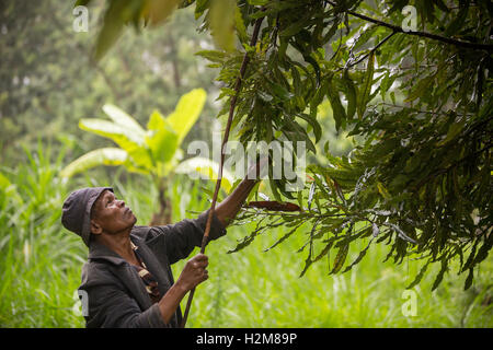 A fair trade nut grower harvests macadamia nuts by shaking them from the tree in Kirinyaga County, Kenya. Stock Photo