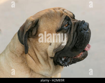 Close Up Pug Dog Stock Photo