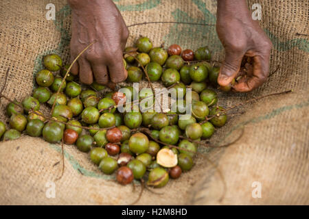 A fair trade nut grower forages for macadamia nuts in Kirinyaga County, Kenya. Stock Photo