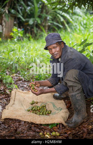 A fair trade nut grower forages for macadamia nuts in Kirinyaga County, Kenya. Stock Photo