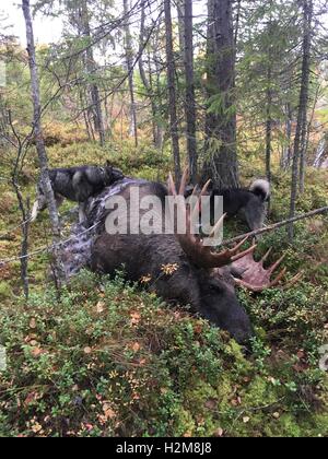 Big moose with big antler and two moose hunting dogs, picture from the North of Sweden. Stock Photo