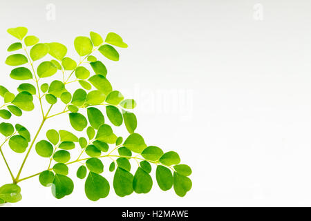 Isolated shot of fresh cut superfood moringa on white background. Stock Photo