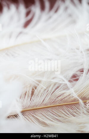 White feathers beautiful isolared background Stock Photo