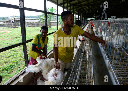 NIGERIA, Oyo State, Ibadan, loading of old layer hens for sale as live chicken on markets in Lagos / Legehennenhaltung, Verladung alter Legehennen zum Verkauf als Suppenhuhn auf Maerkten in Lagos Stock Photo