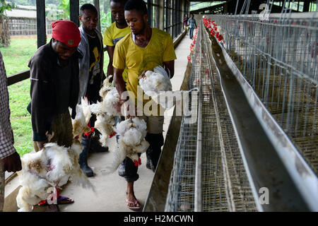 NIGERIA, Oyo State, Ibadan, loading of old layer hens for sale as live chicken on markets in Lagos / Legehennenhaltung, Verladung alter Legehennen zum Verkauf als Suppenhuhn auf Maerkten in Lagos Stock Photo
