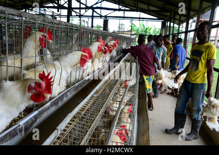 NIGERIA, Oyo State, Ibadan, loading of old layer hens for sale as live chicken on markets in Lagos / Legehennenhaltung, Verladung alter Legehennen zum Verkauf als Suppenhuhn auf Maerkten in Lagos Stock Photo