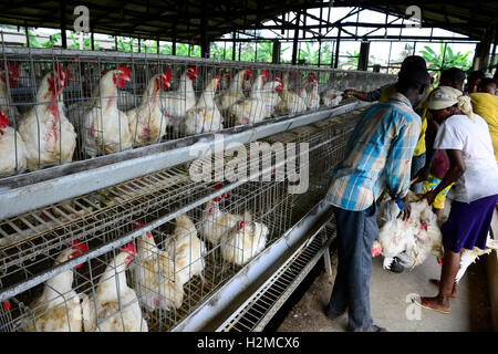 NIGERIA, Oyo State, Ibadan, loading of old layer hens for sale as live chicken on markets in Lagos / Legehennenhaltung, Verladung alter Legehennen zum Verkauf als Suppenhuhn auf Maerkten in Lagos Stock Photo