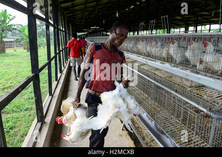 NIGERIA, Oyo State, Ibadan, loading of old layer hens for sale as live chicken on markets in Lagos / Legehennenhaltung, Verladung alter Legehennen zum Verkauf als Suppenhuhn auf Maerkten in Lagos Stock Photo