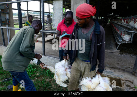 NIGERIA, Oyo State, Ibadan, loading of old layer hens for sale as live chicken on markets in Lagos / Legehennenhaltung, Verladung alter Legehennen zum Verkauf als Suppenhuhn auf Maerkten in Lagos Stock Photo