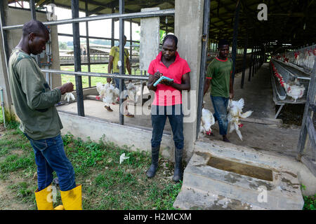 NIGERIA, Oyo State, Ibadan, loading of old layer hens for sale as live chicken on markets in Lagos / Legehennenhaltung, Verladung alter Legehennen zum Verkauf als Suppenhuhn auf Maerkten in Lagos Stock Photo