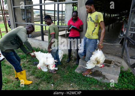 NIGERIA, Oyo State, Ibadan, loading of old layer hens for sale as live chicken on markets in Lagos / Legehennenhaltung, Verladung alter Legehennen zum Verkauf als Suppenhuhn auf Maerkten in Lagos Stock Photo