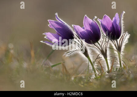 Common Pasque Flower ( Pulsatilla vulgaris ) flowering little group, growing on calcareous low-nutrient meadow, dreamy backlit. Stock Photo