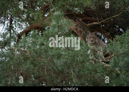 Eurasian Lynx / Eurasischer Luchs ( Lynx lynx ) hidden high up in a pine tree, watching down attentively. Stock Photo