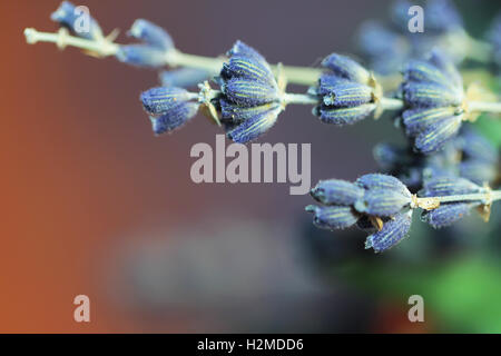 Bouquet of tulips, eucalyptus, lavender and cotton Stock Photo