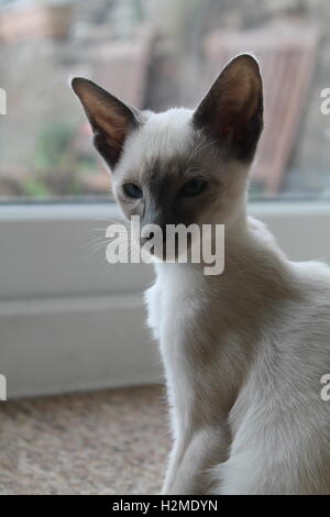 Blue point siamese kitten sitting on the floor Stock Photo