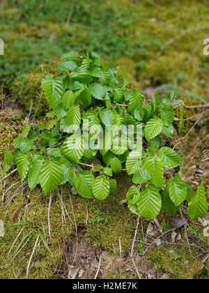 Hainbuchensproessling, Hainbuche, Carpinus; betulus Stock Photo