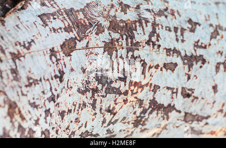 Tree trunk without skin texture close up Stock Photo