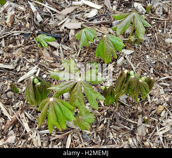 Maiapfel; Podophyllum; peltatum; Entenfuss; Gewoehnlicher, Heilpflanze Stock Photo