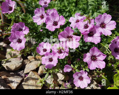 Storchschnabel; Geranium; cinereum, Ballerina Stock Photo