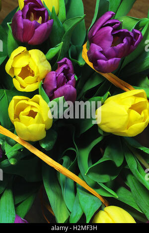 Wonderful tulip bouquet bright closeup macro photo Stock Photo