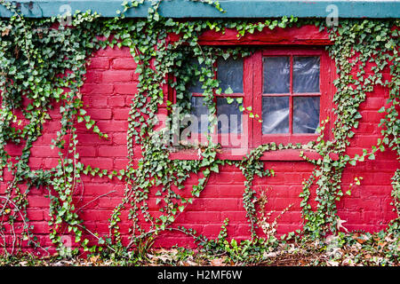 Red Brick Wall with Ivy for Background Stock Photo