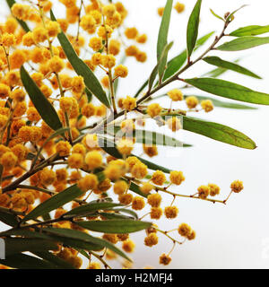 Mimosa yellow flowers isolated on white closeup Stock Photo