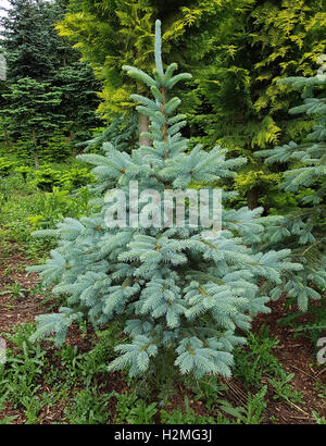 Blaufichte; Fichte; Picea; pungens; Stechfichte Stock Photo