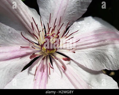Clematis-Hybride, Mm. le Coultre