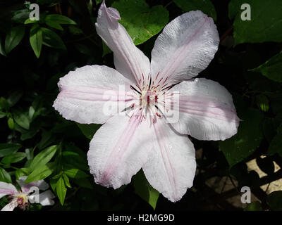 Clematis-Hybride, Mm. le Coultre