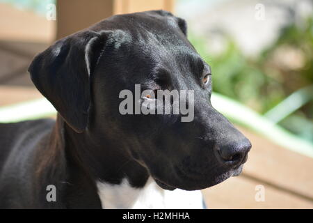 Mixed Breed Dog German Shorthaired Pointer X Running On A