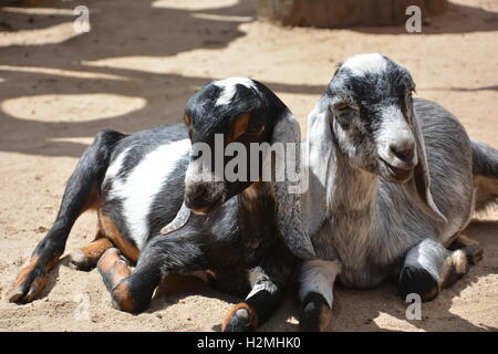 Pair of goats cuddling together at Cheyenne Mountain Zoo in Colorado Stock Photo