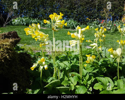 Schluesselblume; Primula, veris; officinalis, Heilpflanze Stock Photo