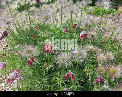 Kuechenschelle; Pulsatilla, pratensis; Samenstand, reif, samen, Heilpflanze Stock Photo