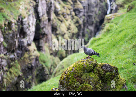 rock pigeon, Columba livia in its natural environment on the Faroe Islands Stock Photo