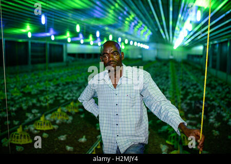 NIGERIA, Oyo State, Ibadan, Sayed farm a industrial chicken farm by lebanese investors, annual production of 1.6 billion broiler with the barnd name Fiesta for supermarkets like shoprite, a special lightening is used to control the day cycles of the chicks for optimum and fast growth / industrieller Huehnermastbetrieb Sayed Farm von libanesischen Investoren, Produktion von 1,6 Mio Broilern pro Jahr, Aufzucht von Brathaehnchen, Broiler der Marke Fiesta fuer Verkauf an Supermaerkte wie shoprite Stock Photo