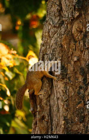 Smiths Bush Squirrel (Paraxerus cepapi). Mana Pools National Park. Zimbabwe Stock Photo